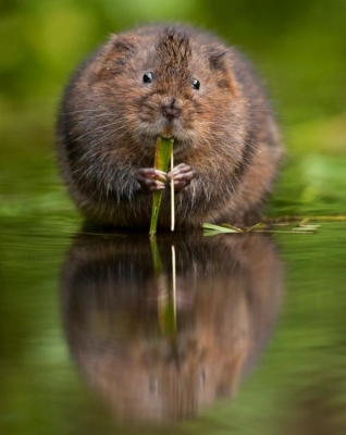 Water Vole